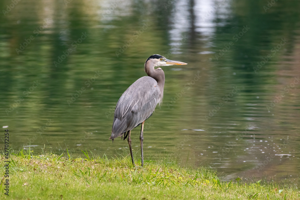 Great Blue Heron standing on the shore of a pond Great Blue Heron standing on the shore of a pond