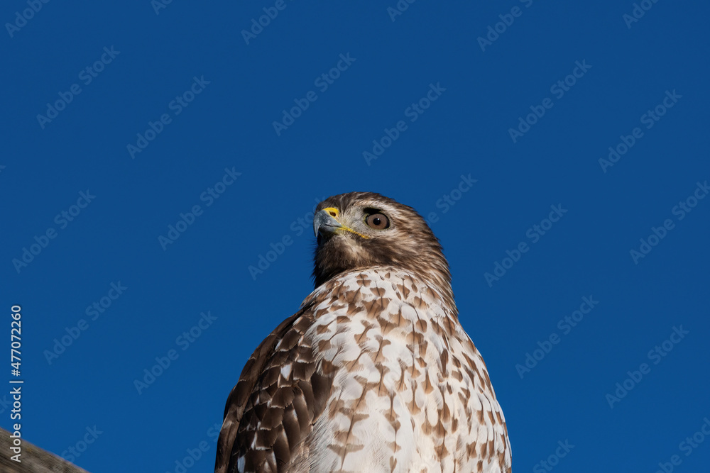 Fototapeta premium Closeup of a Red-tailed Hawk searching for prey from its perch