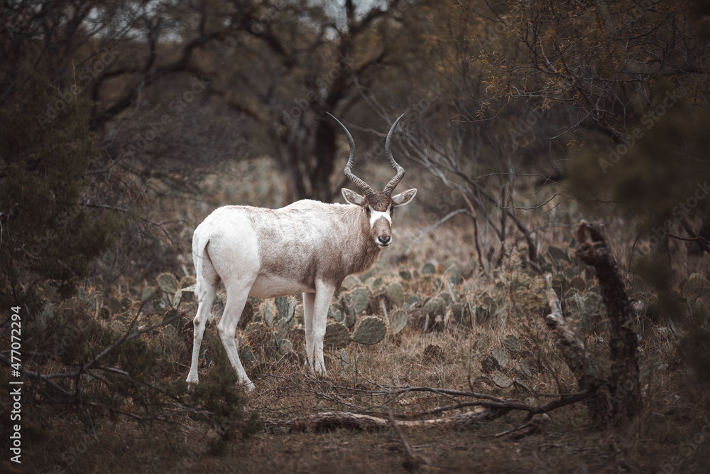 Obraz premium Ranch life