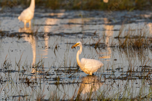 White Egret wading in a marsh with a fish in its beak