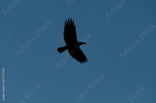 Silhouette of a Crow flying overhead with a pecan in its beak