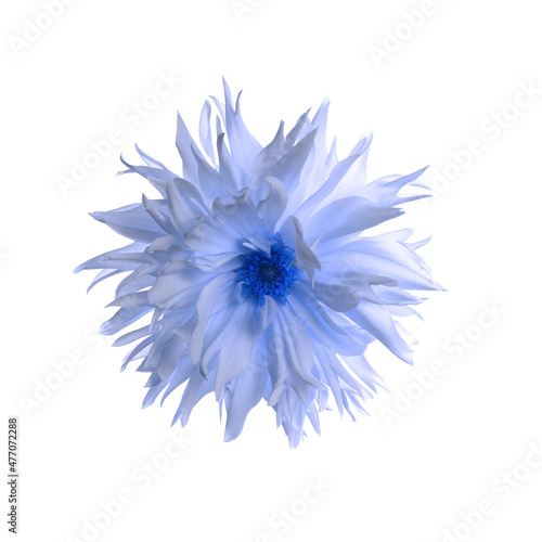 Beautiful light blue dahlia flower on white background