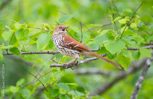 Wood Thrush Bird on a branch with open beak