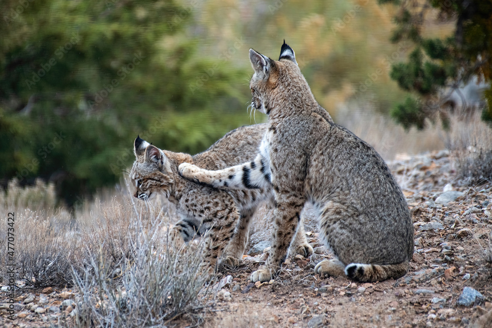 Obraz premium Bobcat pair in Placitas, New Mexico on Christmas Morning