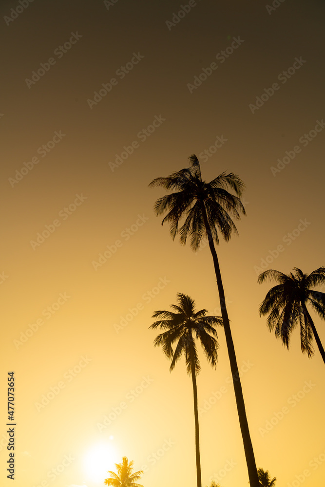 coconut palm tree with beautiful sky