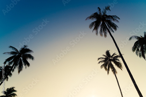 coconut palm tree with beautiful sky © topntp