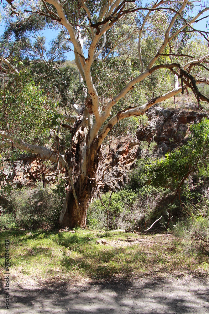 Gum Tree shadows in Morialta Conservation Park South Australia