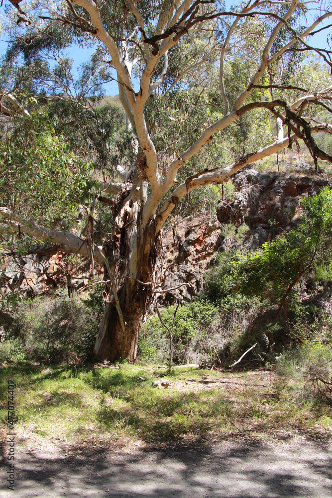 Gum Tree shadows in Morialta Conservation Park South Australia Gum Tree shadows in Morialta Conservation Park South Australia