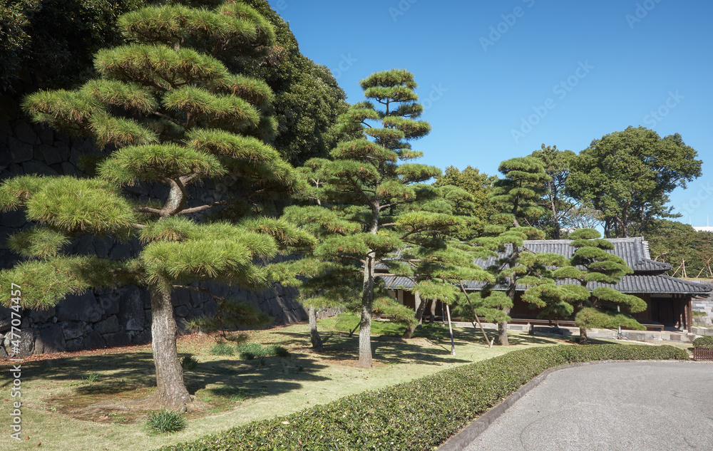 The cultivated pine trees growing along the road at Imperial Palace garden. Tokyo. Japan