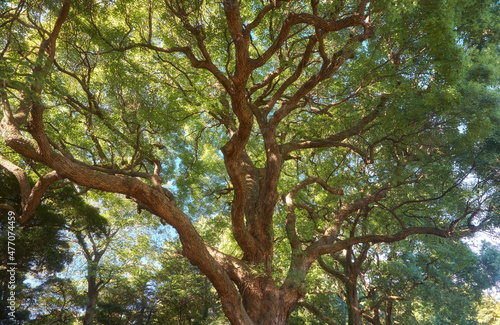Slika na platnu Cinnamomum camphora tree in the Imperial Palace garden