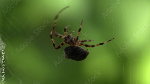 Close up of a brown widow spider webbing its web, Latrodectus geometricus arachnid Theridiidae photo