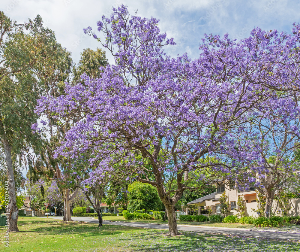 Jacaranda Trees in Perth, Australia