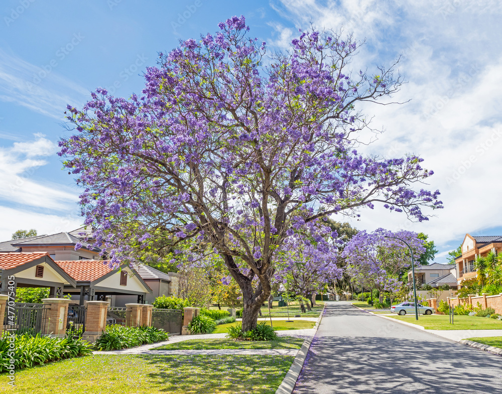 Jacaranda Trees in Perth, Australia