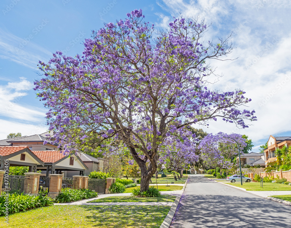 Jacaranda Trees in Perth, Australia Jacaranda Trees in Perth, Australia