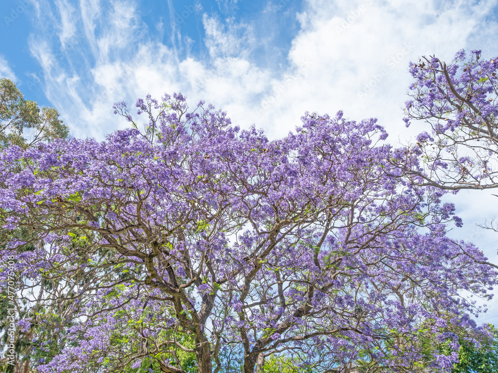 Purple-Blue Flowers of a Jacaranda Tree Purple-Blue Flowers of a Jacaranda Tree