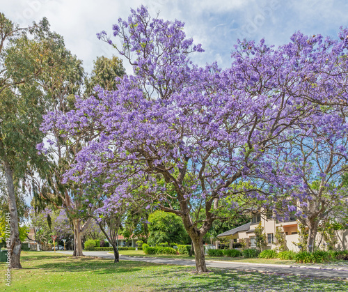Jacaranda Trees in Perth  Australia