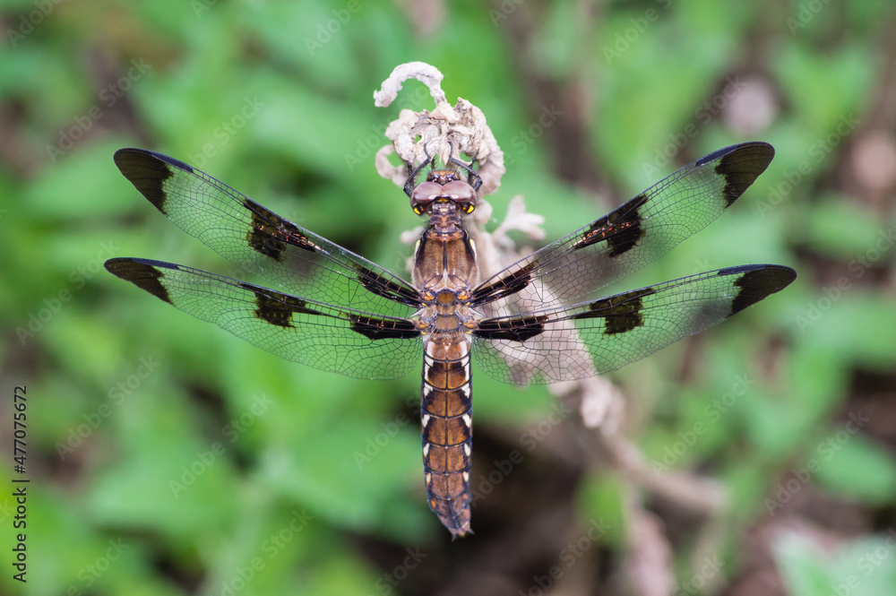 Common whitetail dragonfly, female, perched on a plant stem, with wings open, close up