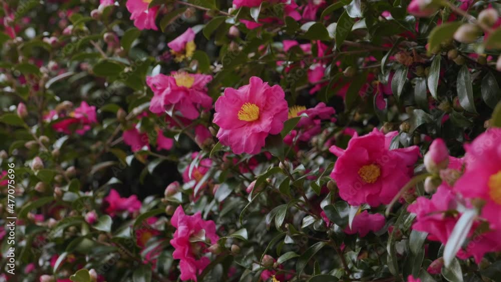 Pink camellia flowers in full bloom. handheld. Pink camellia flowers in full bloom. handheld.