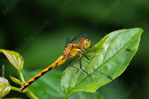 orange meadowhawk dragonfly perched on a plant leaf isolated © Corey