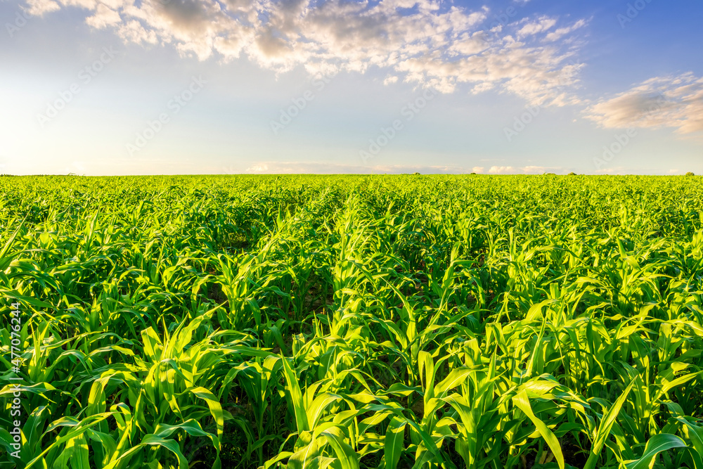 Amazing view at beautiful summer corn shiny field with young green corn, picturesque sky and rows leading far away, valley landscape Amazing view at beautiful summer corn shiny field with young green corn, picturesque sky and rows leading far away, valley landscape