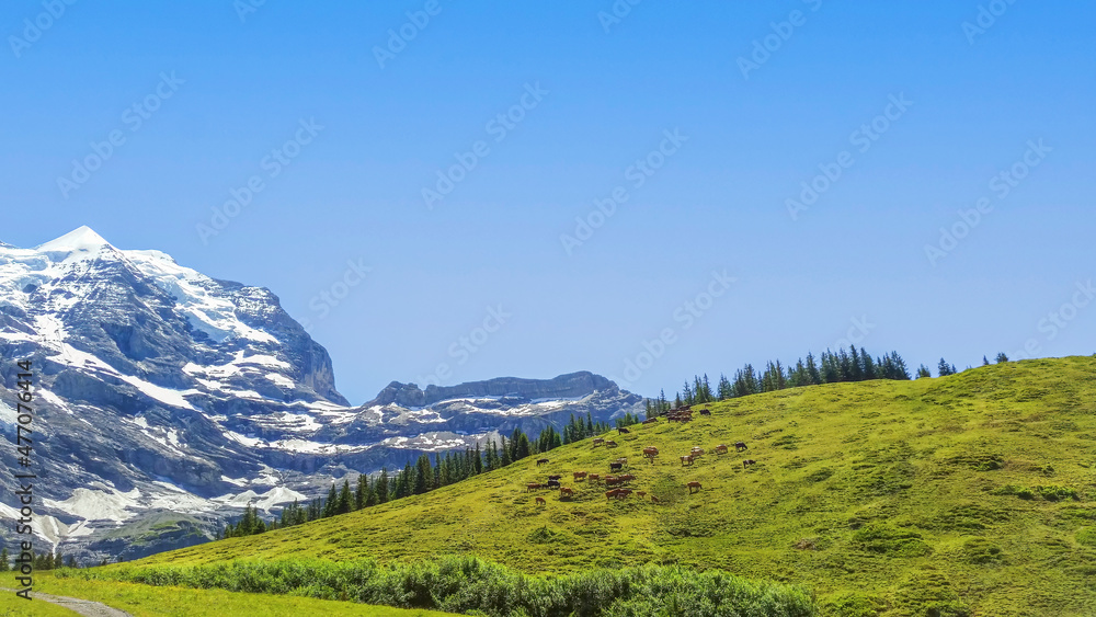 Beautiful scenery of alps mountain in summer time with animal husbandry in the foothills at Switzerland.