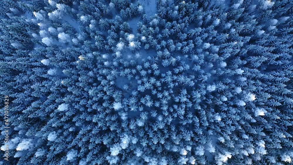 Forward moving top down aerial over frozen winter forest. Flying over white tree tops during evening sunlight. Forward moving top down aerial over frozen winter forest. Flying over white tree tops during evening sunlight.