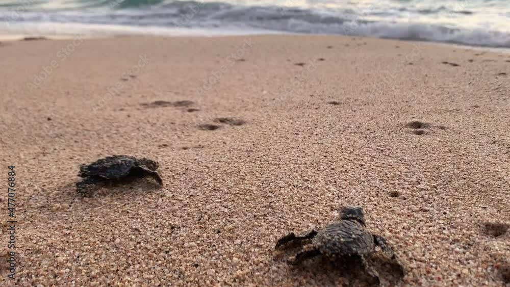 Baby Leatherback turtles struggling to reach the sea habitat after recent birth. low angle, close up Baby Leatherback turtles struggling to reach the sea habitat after recent birth. low angle, close up