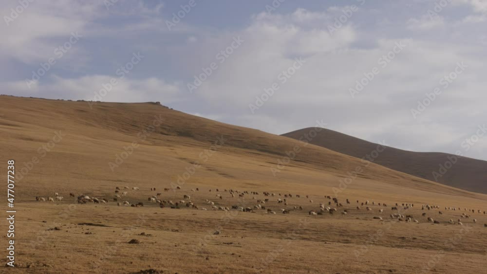 Farm animals grazing the grass near Song Kul Lake in Kyrgyzstan. Farm animals grazing the grass near Song Kul Lake in Kyrgyzstan.