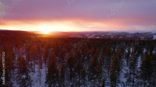 Gliding over a winter forest landscape in a burning sunset. Pine forest in the Norwegian Wilderness. Rendalen, Norway 4k Christmas Panorama scenery photo