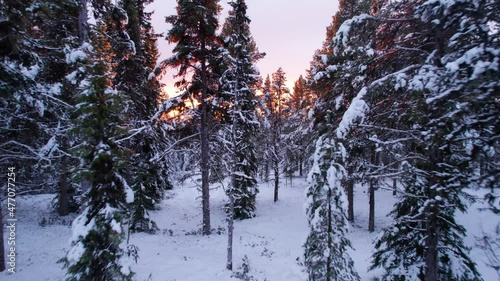 Gliding through a winter forest landscape in a burning sunset. Pine forest in the Norwegian Wilderness. Rendalen, Norway 4k Christmas Panorama scenery Snow covered pine trees Christmas photo