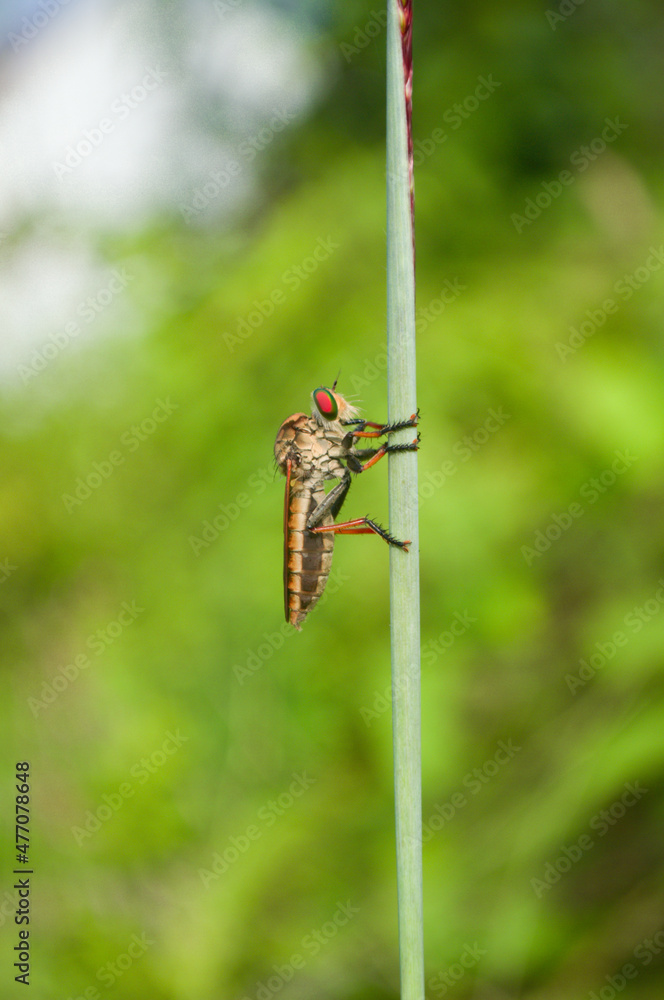 dragonfly on a leaf dragonfly on a leaf