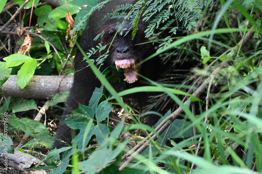 macaque à face rouge menaçant caché dans les fourrés d'une forêt en Asie macaque à face rouge menaçant caché dans les fourrés d'une forêt en Asie