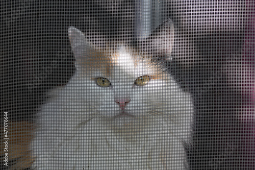Beautiful adult long hair black white and red cat with big yellow eyes is behind a mesh on the window in sunny summer day