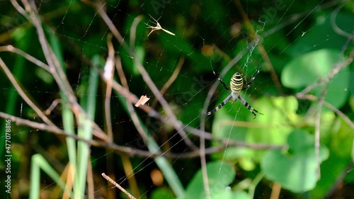 Large spider close-up on a web against a background of green nature, 4K, 10bit, 400Mbps. Poisonous spider family Argiope bruennichi in summer forest. Wasp spider is a type of araneomorphic spiders. photo