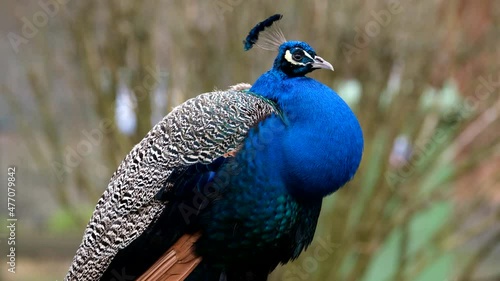 Side view of a gorgeous adult peacock with vivid blue plumage standing alone, isolated portrait of peafowl