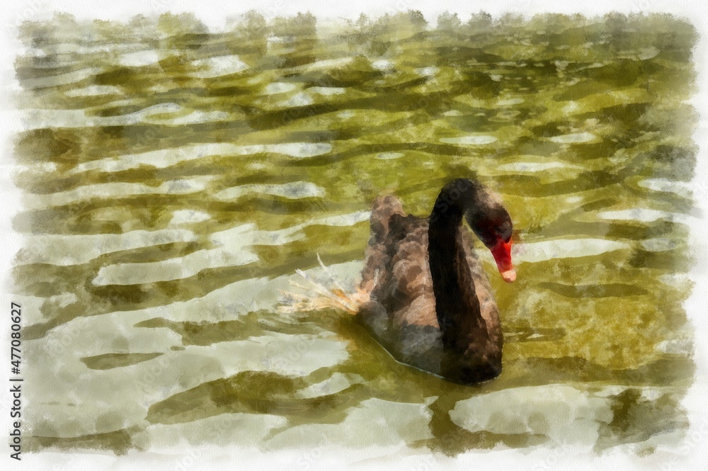 black goose swimming in the water watercolor style illustration impressionist painting. black goose swimming in the water watercolor style illustration impressionist painting.