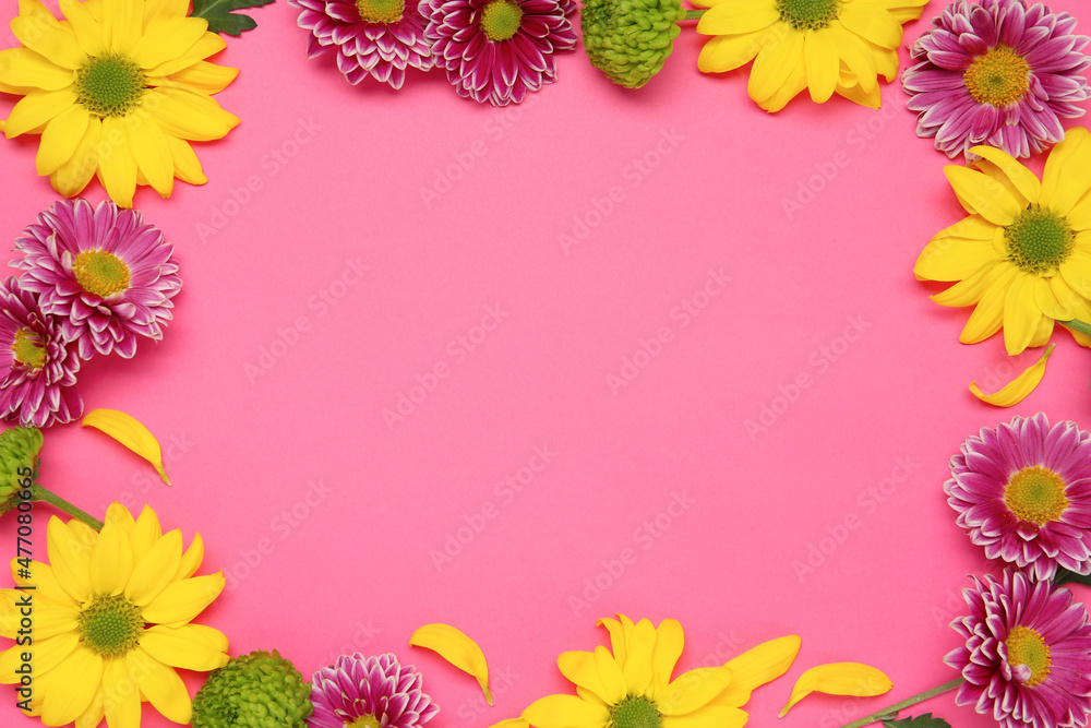 Frame of beautiful chrysanthemums on pink background, flat lay. Space for text