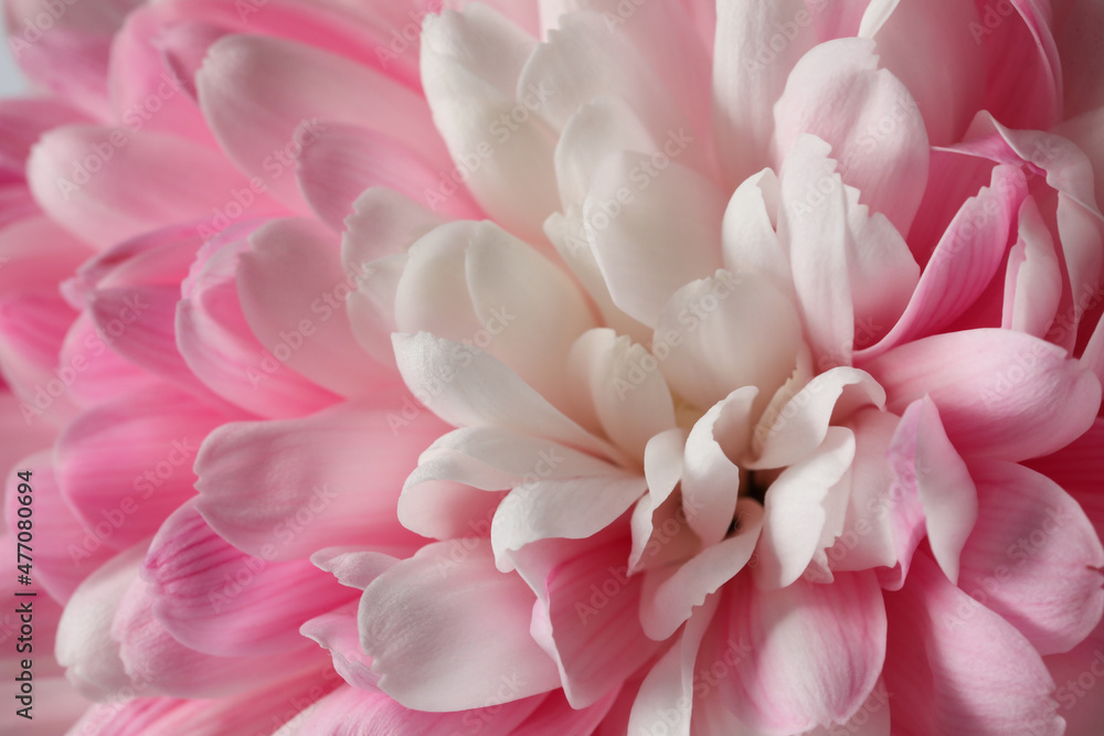 Beautiful blooming chrysanthemum flower as background, closeup