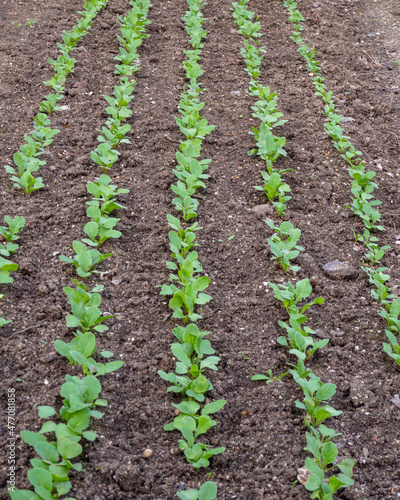 Young spring green shoots of radish grow on fertile soil. Rows of green vegetable crops grow in the farmer's field. Agricultural industry. Growing organic vegetables