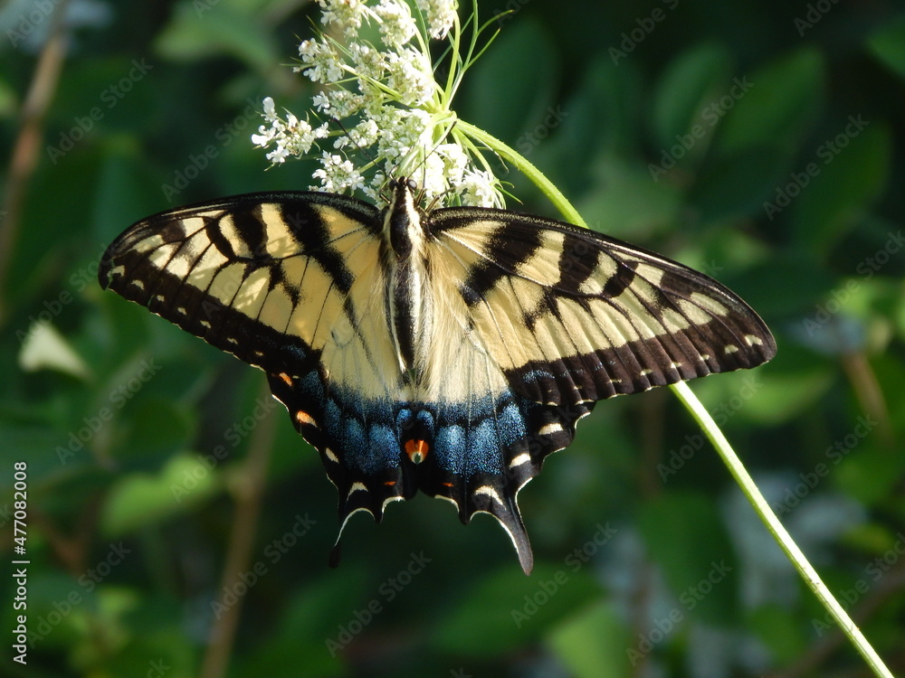 Fototapeta premium butterfly on a flower