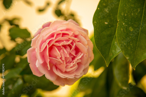 pink rose close-up on a green background