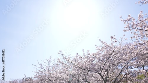 Panning video of cherry blossoms in full bloom. photo