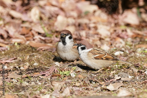 sparrow on the ground