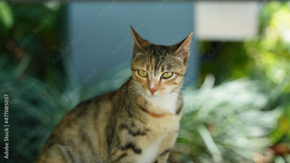 One adorable wild cat sitting in the garden for resting One adorable wild cat sitting in the garden for resting