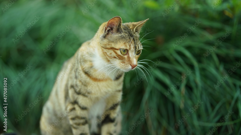 One adorable wild cat sitting in the garden for resting One adorable wild cat sitting in the garden for resting