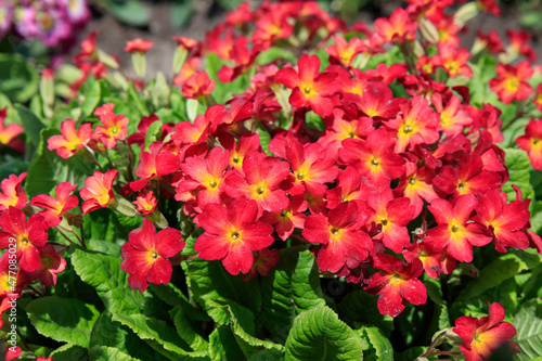 Bright reddish orange Primrose flowers of the 'Wanda Tomato Red' variety (Primula x pruhoniciana)