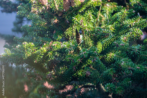 Endemic coniferous tree branch closeup. Bright green twigs with needles illuminated by warm spring sunlight. Selective focus on the details, blurred background.