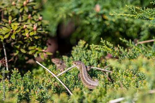 Lacerta agilis in a garden. Bright green sunlit plant branches, lovely small reptile chilling on a warm spring day. Selective focus on the animal, blurred background.