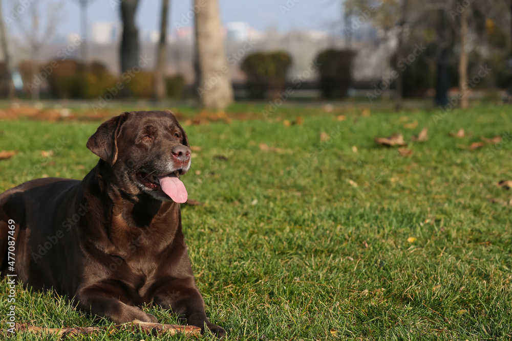 Chocolate Labrador lying on green grass in park. Space for text Chocolate Labrador lying on green grass in park. Space for text