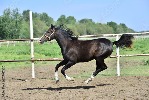 Arabian horse in Turkey. 